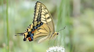 【Papilio machaon】キアゲハの飛翔・吸蜜