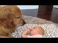 baby talks to golden retriever