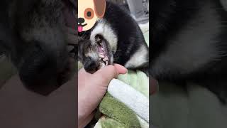 怒りながらも噛み噛みはやめない犬#shorts#柴犬#豆柴#わんこ