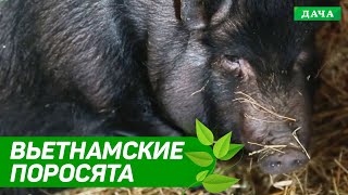 УДАЧНЫЙ БИЗНЕС: ВЬЕТНАМСКИЕ ПОРОСЯТА | Чем кормить вьетнамских поросят