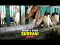 Donate Your Qurbani