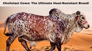 Cholistani Cows: The Ultimate Heat-Resistant Breed!