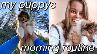 my puppys MORNING routine | MORNING with me and my sheltie puppy