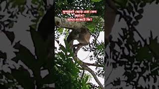 সুন্দরবন ছেড়ে এরা কেন আসে? #sundarban #natural #wildlife #সুন্দরবনের_বন্যপ্রাণী #monkey #হনুমান