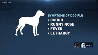 Verify: Is the Dog Flu vaccine effective?