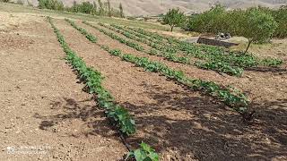 از کاشت تا برداشت خیار (From planting to harvesting cucumbers)