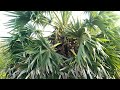 palm tree top close view unedited videos