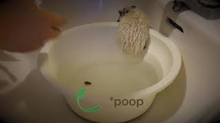 ハリネズミハリーのお風呂~My Hedgehog Harry's Bath Time~