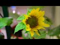 sunflower blooming