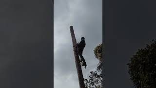 #ഒരടാറു തെങ്ങു മുറി #danger coconut tree cutting skills #youtube shots #wood and metal work #verity