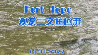 《Port Hope 观赏三文鱼回流》