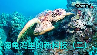 海龟湾里的新科技（二）：野生海龟种群数量骤减，人们如何为它们撑起“保护伞”？20220909 |《创新进行时》CCTV科教