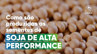 Como é feita a produção das sementes de soja da Pioneer?- Programa #84 - Agro Em Foco