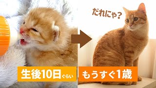 生後10日で保護したソラがもうすぐ１歳になります【保護猫】