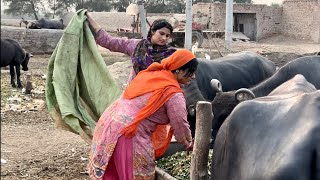 Bhaga Bhaga Ke Mat Maar De Aaj Toh Buffalo's Ne