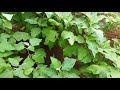 ஊதாவெண்வரிகத்தரிக்காய் வழுதுணங்காய் purple white stripe brinjal egg plant solanum melongena