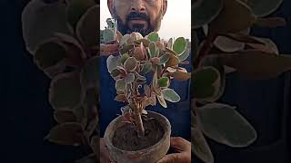 Kalanchoe Fedtschenkoi Verigata  Buy Today For Indoor House Plant#Love To houseplants#virakshorts