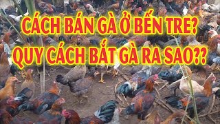 Cách bán gà ở Bến Tre và quy cách bắt gà ra sao?