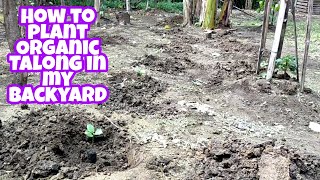 How to Plant Organic Talong in My Backyard ( Eggplant )