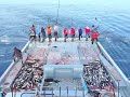 full video of catching 10 tons of tuna u0026 yellowfin tuna by pole u0026 line 🎣