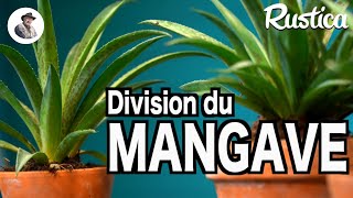 Division des mangaves