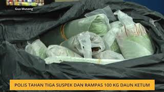 Polis tahan tiga suspek dan rampas 100KG daun ketum