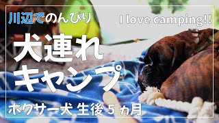 【BOSCO Auto camp base】ボクサー犬 子犬が初めてのキャンプに挑戦 準備と初日【犬連れキャンプはオススメ!!】