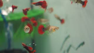 Half Black Red Rose Guppy