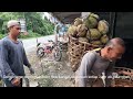 Kenali Durian Hulu Langat Asli.