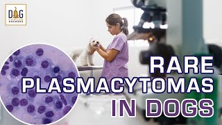 Rare Plasmacytomas in Dogs │ Dr. Nancy Reese Q&A