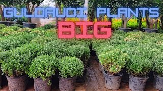 Guldaudi Big Plants || Chrysanthemum Plant Price || STOCK UPDATE || Plants World