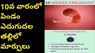 10వ వారం పిండాభివృద్ధి 10th week of pregnancy telugu fetal growth n  changes in pregnant women