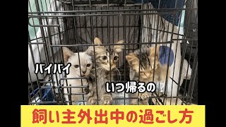 飼い主が留守中に小屋の中で子猫のどのように過ごすか