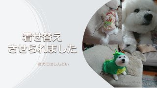 【暮らしのVlog】ビションむさ母の梅雨の日の断捨離