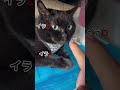 常に怒ってる黒猫のジジ shrots 黒猫 ねこ