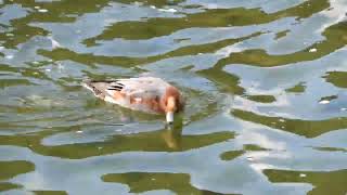 半分以下の川幅！ヒドリガモ、カイツブリの姿が健気！～野鳥観察　2358