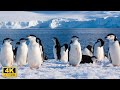 Amazing Penguins Collection in 4K UHD with Relaxing Music