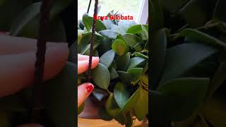 Meet My Plants: Hoya Bilobata from Big Box Store (Home Depot)