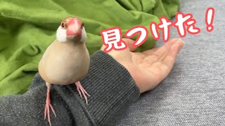 スマホが気になって仕方がない文鳥こむぎ　癒し動物　面白い動物　Java sparrow