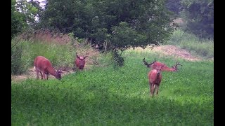 An Easy Way To Raise Or Reduce Deer Numbers