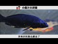 【風水魚】可招財旺運的風水魚——錦鯉，應該這樣養