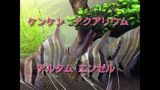 ケンケン　アクアリウム遍歴《アルタムエンゼル》