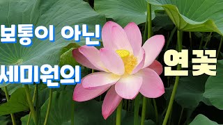 보통이 아닌 세미원의 연꽃 non normal semi circular lotus flower