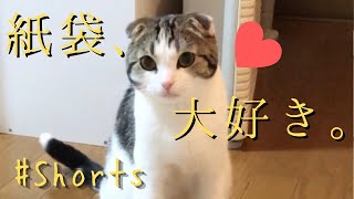 紙袋から手を出してくる猫が可愛い。#Shorts