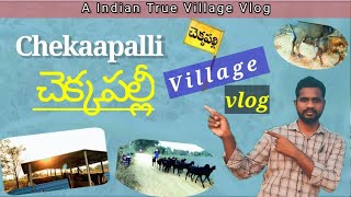 చెక్కపల్లి గ్రామం || An Indian village || A day in a telangana village || village vlog