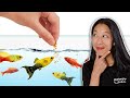 How to Pick the BEST Fish Foods that Aquarium Fish Can’t Resist