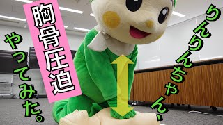 りんりんちゃん、胸骨圧迫やってみた。