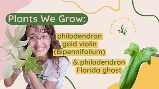 Plants We Grow- Episode 5: philodendron gold violin (Bipennifolium) & philodendron Florida ghost