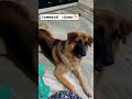 funny memes dog comedy love trending viralvideo explore viralshorts trendingshorts cute