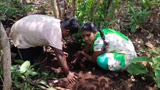 అడవిలో దొరికే ఈ అడవి గడ్డలు కట్టెల మీద కాల్చుకు ఉంటే సూపర్ గా ఉంటుంది||swathi varun..!